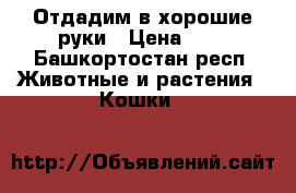 Отдадим в хорошие руки › Цена ­ 1 - Башкортостан респ. Животные и растения » Кошки   